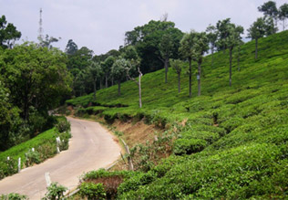 Destinations around Ooty - Coonoor