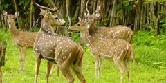 Wildlife tour Ooty