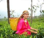 Tea Garden, Ooty