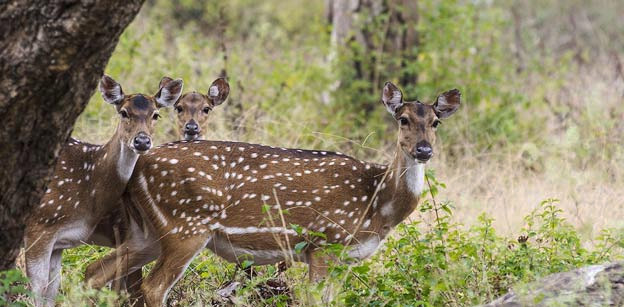 Deer in Mudumalai national park