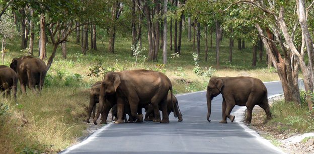 Elephant in Mudumalai National Park