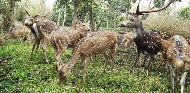 Pushpagiri Wildlife Sanctuary