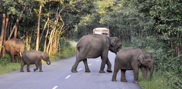 Elephant in bandipur