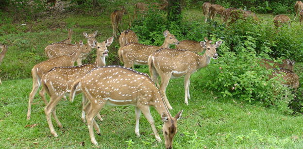 Bandipur National Park | Wildlife Sanctuary | Bandipur Attractions