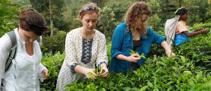 tea garden in munnar